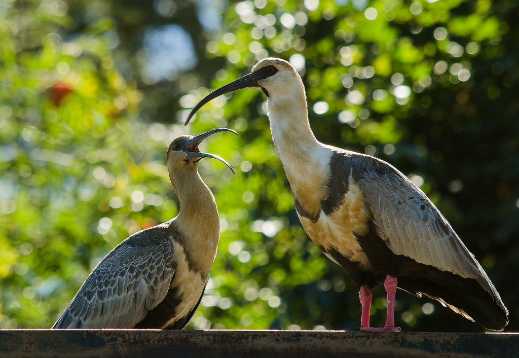 Dos aves de cuello largo y pico curvado en un entorno natural, una de ellas está abriendo el pico como si estuviera comunicándose.